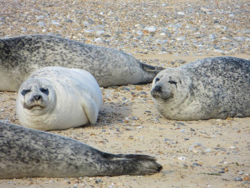 1921024_10204867998997939_3121653920230915643_o