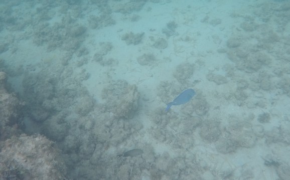 DCIM100GOPROGOPR2255.