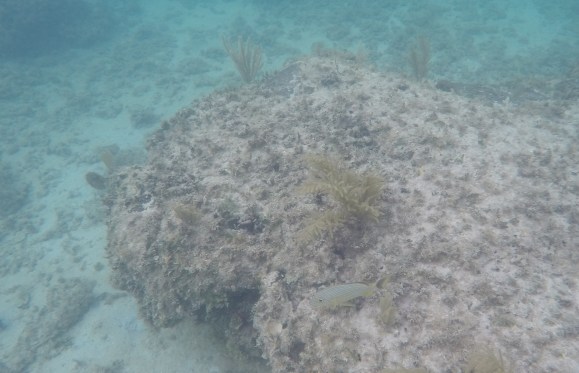 DCIM100GOPROGOPR2267.