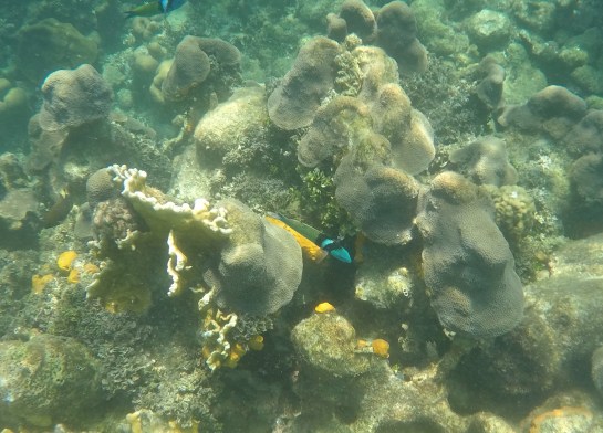 DCIM101GOPROGOPR2920.